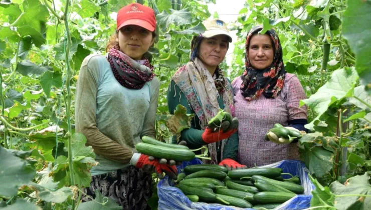 Antalya Aksu’da Örtü Altı Tarım Devam Ediyor